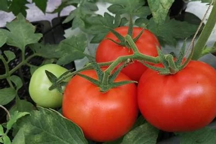 种菜用尿素还是复合肥