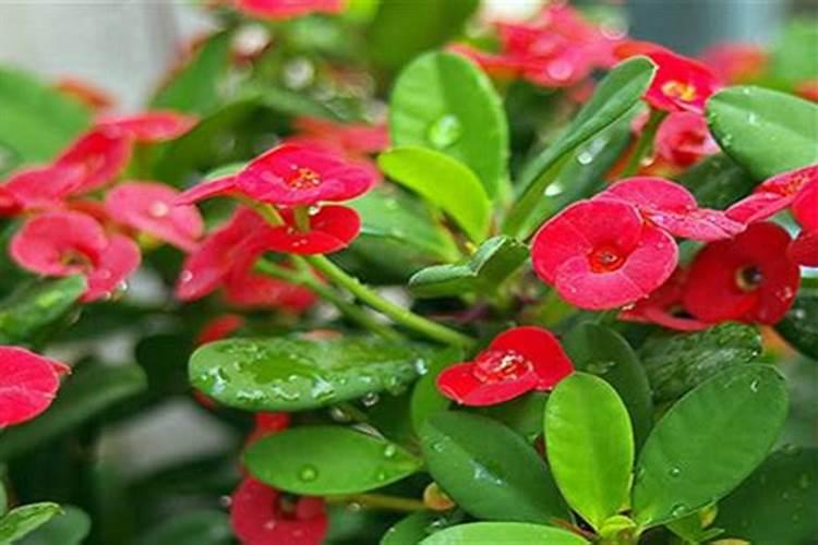 虎刺梅的寓意和象征风水禁忌