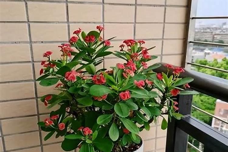 虎刺梅施肥方法