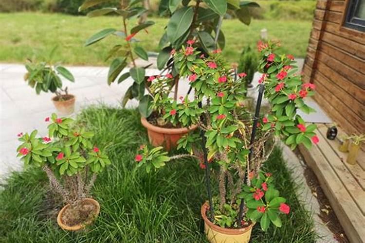 大花虎刺梅的养殖方法步骤 大花虎刺梅按如下方法养殖