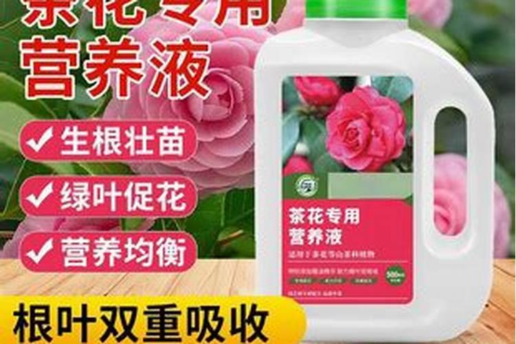 树叶堆肥的方法 来学起来