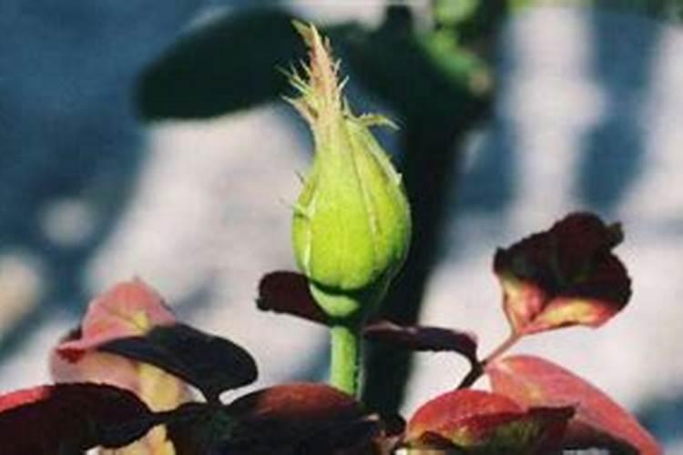 玫瑰花苞怎么养开