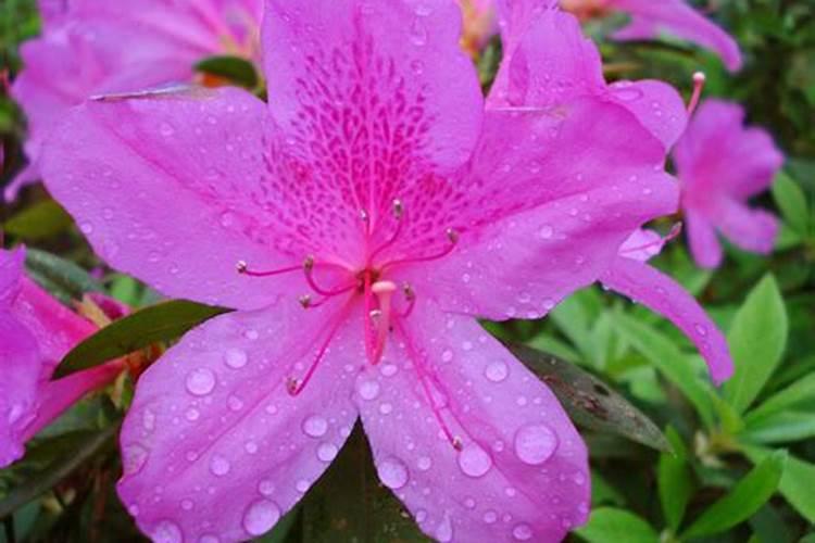 多肉养不肥美怎么办？