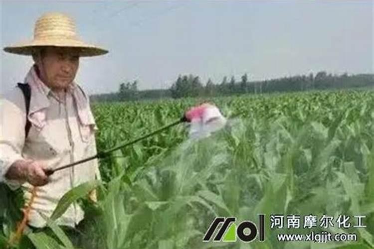 黄瓜追肥用什么肥料好？打什么叶面肥长的快？生根好的肥料？