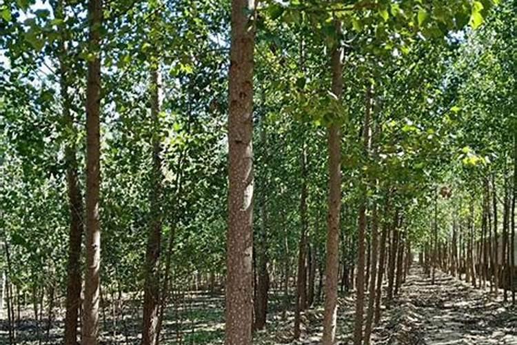 速生杨怎样施肥