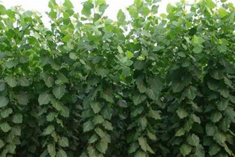 速生杨怎样施肥