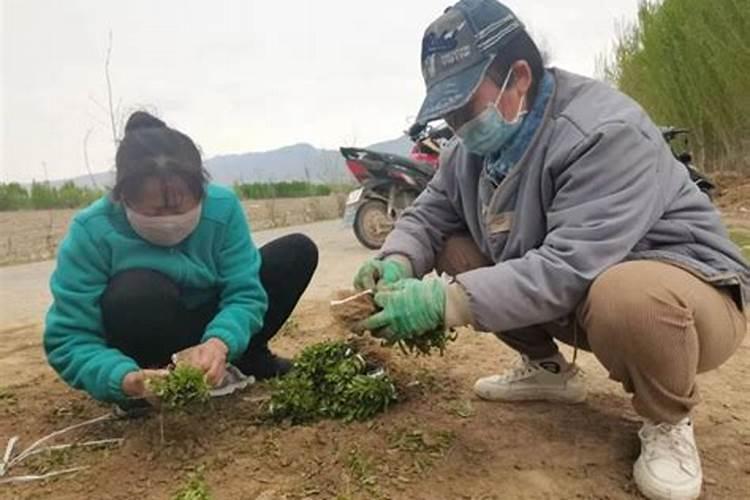 甜叶菊专用功能肥,蚌埠地区叶面肥用什么好