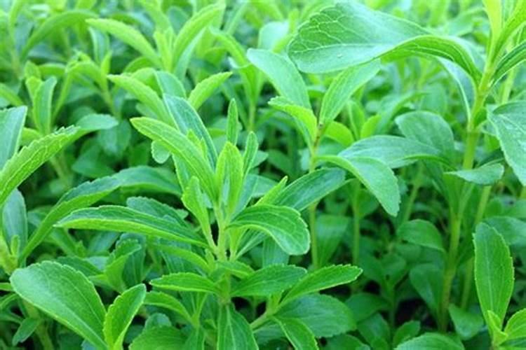 请问你种植甜叶菊吗？