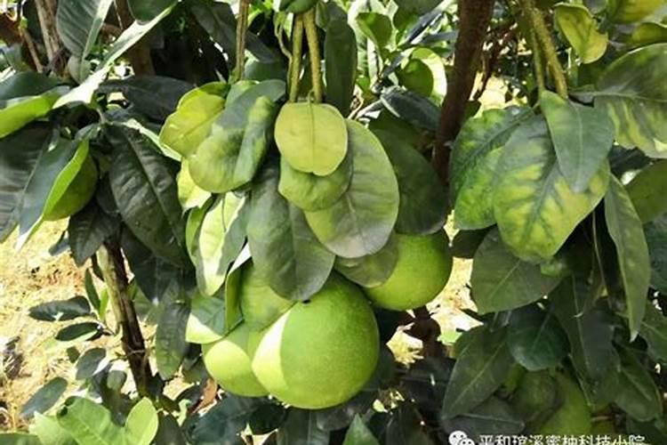 辣椒种植后各阶段施什么肥？