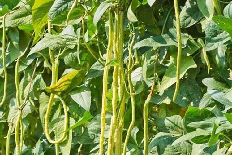 辣椒施什么肥最好