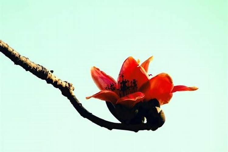 木棉花怎么做肥料