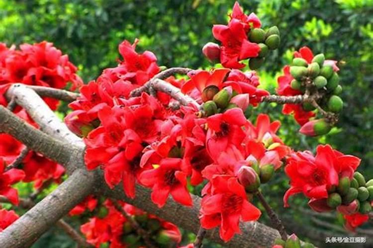 木棉花为什么叫英雄花