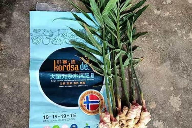 红薯浇水的正确方法