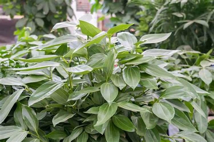 尿素一亩地施多少公斤