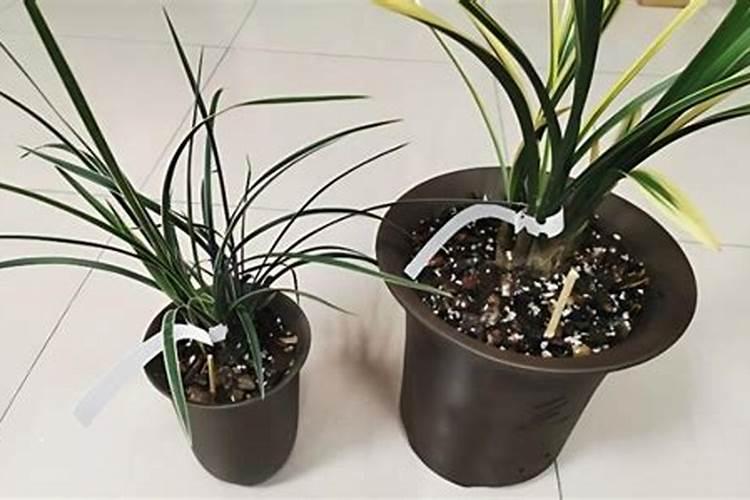 小麦拔节肥何时撒最佳