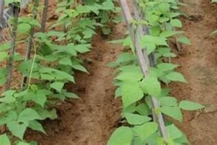 茶叶亩产量多少斤