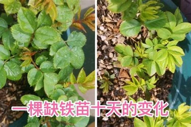 2022年肥料执行标准