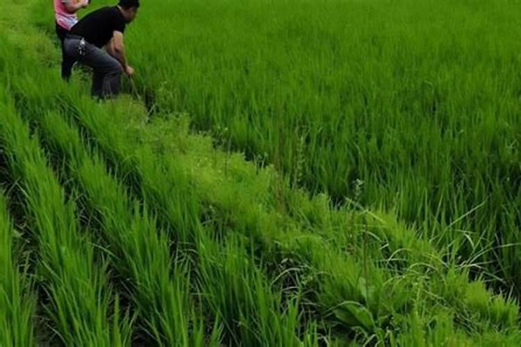 蔬菜施磷肥过量是什么表？