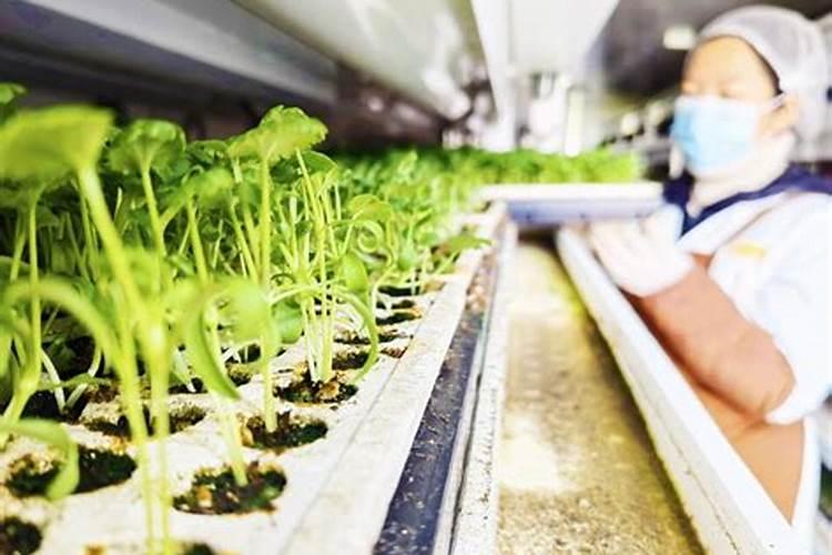 什么水溶肥能促进根系发达？果树如何育苗快速生根？