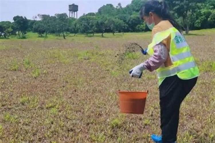 鹿茸菌种植如何喷洒营养液