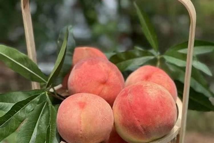 谁知道水蜜桃的种植方法有哪些？谁能说一下？