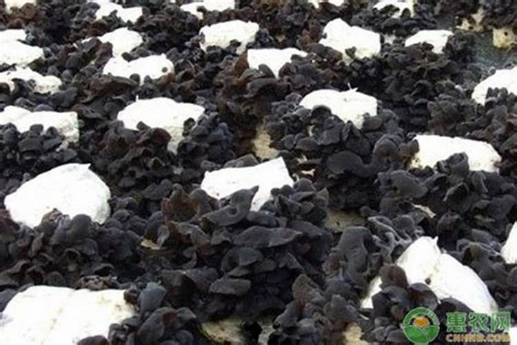 明代哪个时期的青花瓷器最具值钱