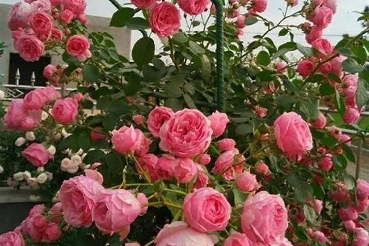 一亩大小的地方能种多少株西红柿苗