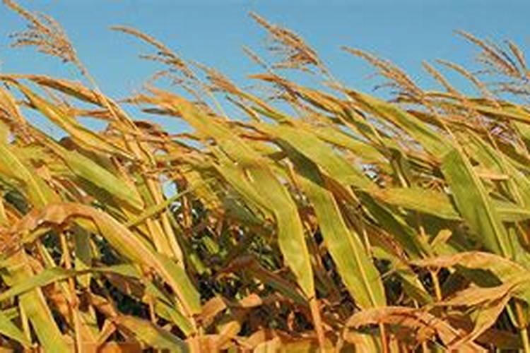 麦子用什么施肥长得快 施肥要点有哪些