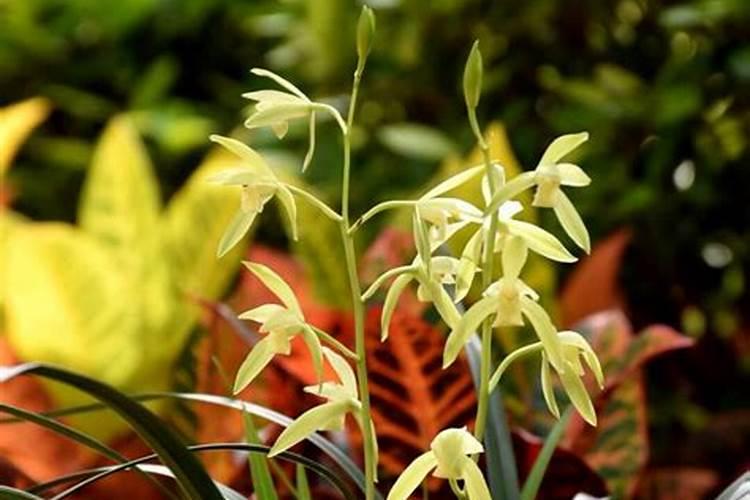 春天兰花的养殖方法和注意事项