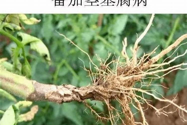 早熟茭白什么时候种植和收割 早熟茭白种植和收割是什么时候