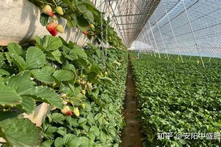 缺少氮磷钾肥分别有什么现象