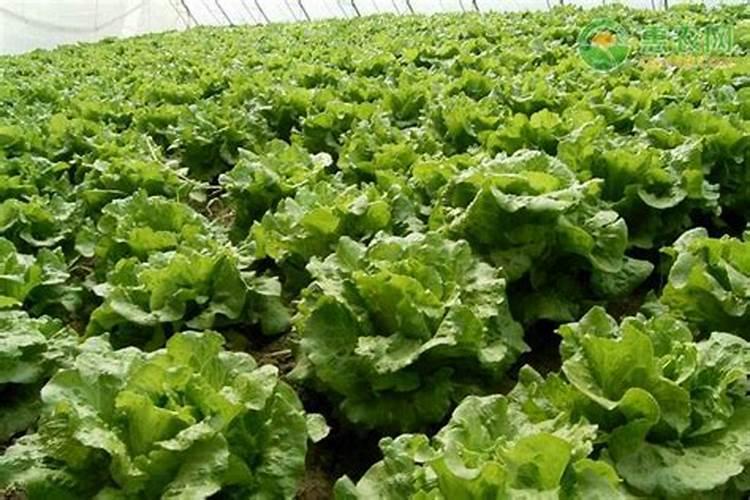 家庭种植生菜一般生长到多大施肥