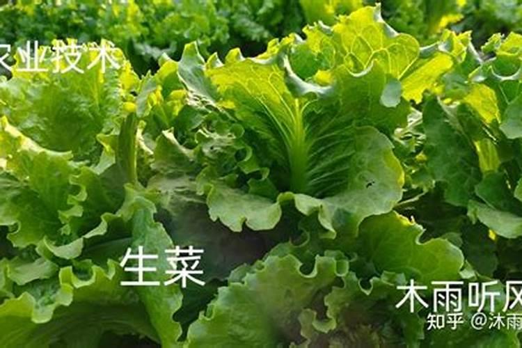 种生菜什么时候施肥 种生菜施肥时间
