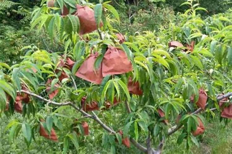 撤可以富3个17硫酸钾水溶肥多少钱一吨？