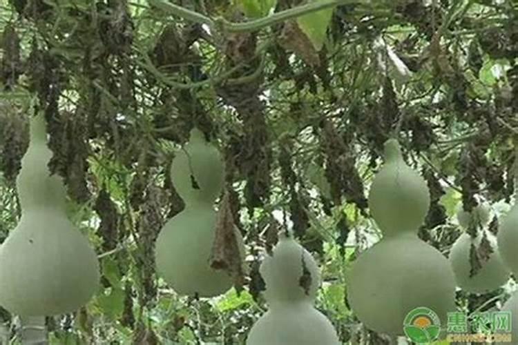 想要种出优质高产的西葫芦要注意什么问题？