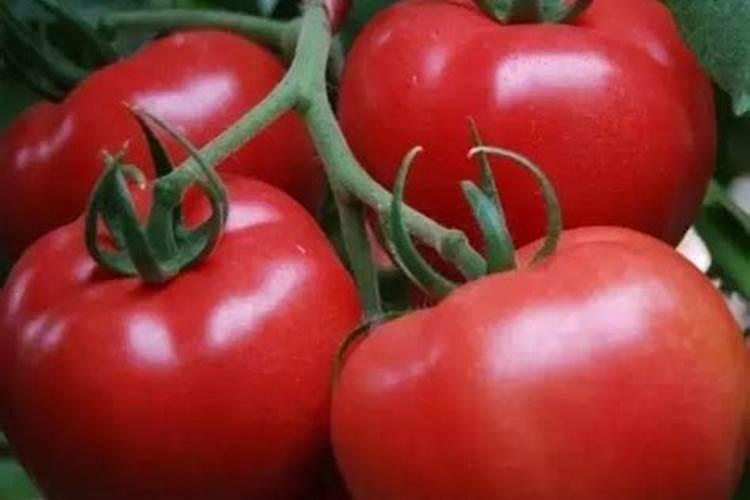 西红柿用什么叶面肥比较好