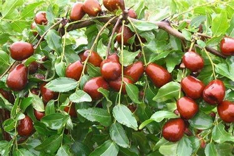 青枣高产施肥技巧 青枣应该怎么施肥