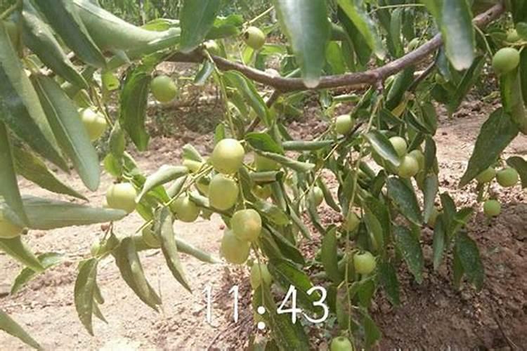 杨梅树用什么肥料最好