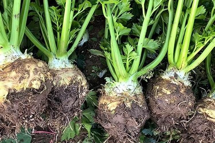 芹菜浇什么肥料好