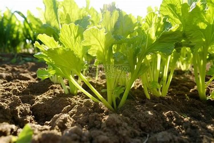 种芹菜用什么肥料好