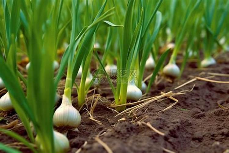 洋葱用什么肥料能使洋葱生长快
