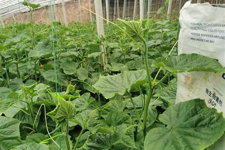 什么东西含钾可以做肥料;高钾肥料有哪些