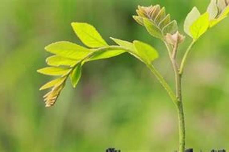 虾塘怎样用磷肥肥水