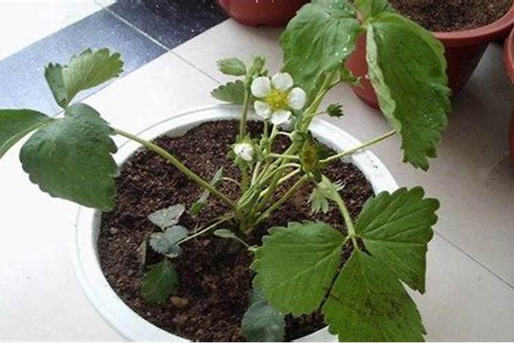 芸苔素内酯、硼肥、磷酸二氢钾在小麦上到底如何用？