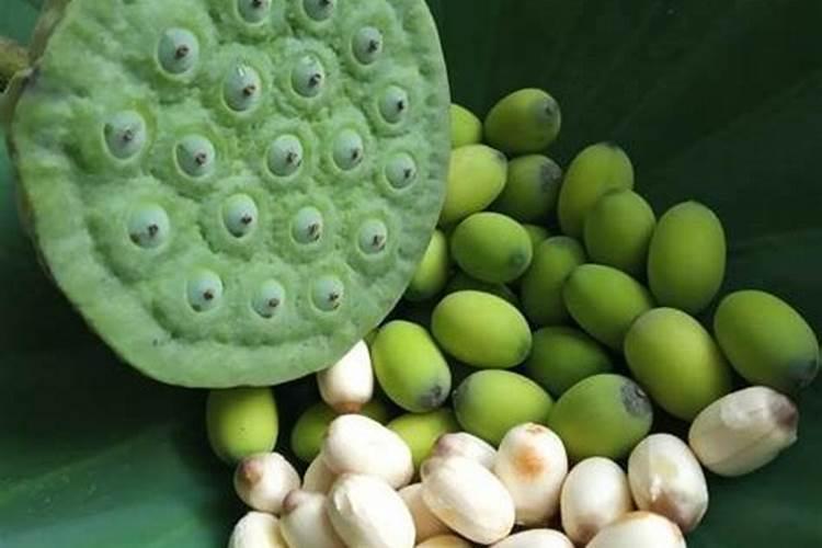 硼肥在柑橘树上的最佳使用时期