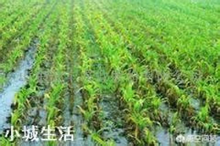 种植芹菜,施肥情况会影响产量和品质高低,芹菜施肥有什么讲究？