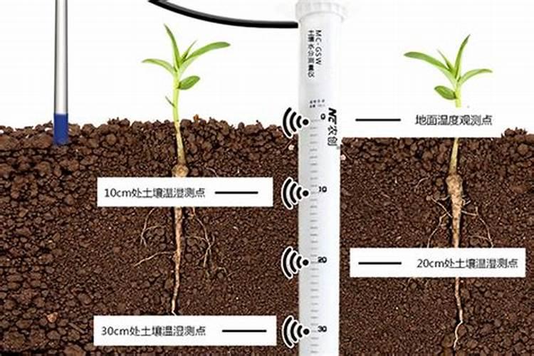 花生叶片黄化是怎么回事？农户有补救的办法吗？