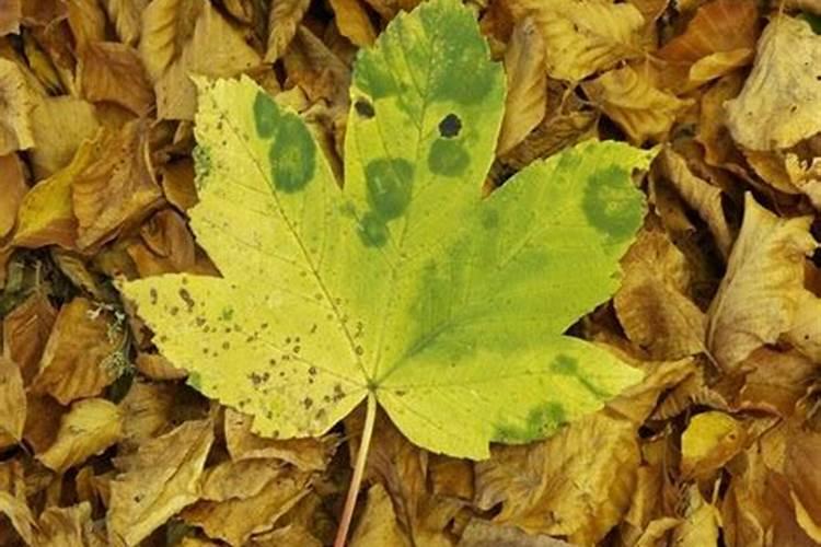 落叶可以做化肥吗