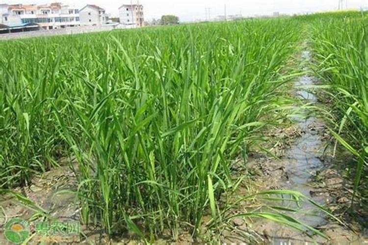 氮肥促进植物什么生长