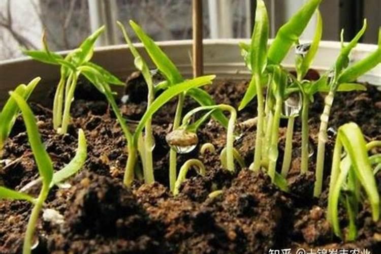 五公分高的小青菜用尿素叶面喷施一桶水能用多少？